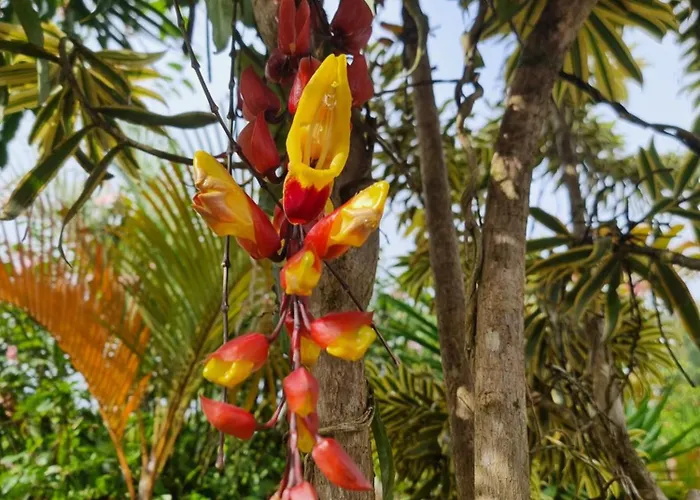 La Rana De Arenal Nuevo Arenal