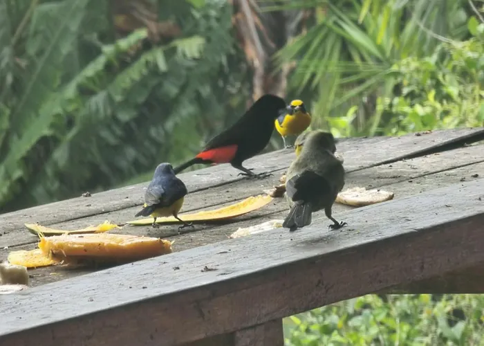 La Rana De Arenal *