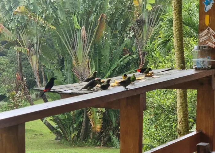 La Rana De Arenal Nuevo Arenal