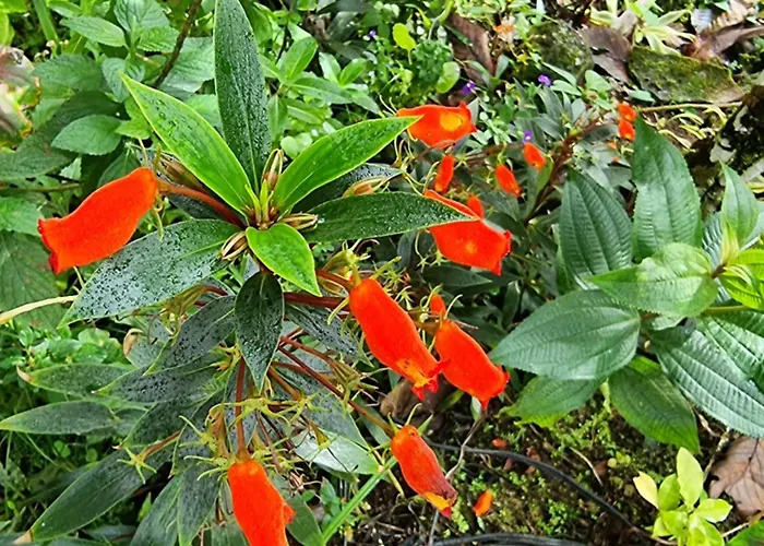 La Rana De Arenal