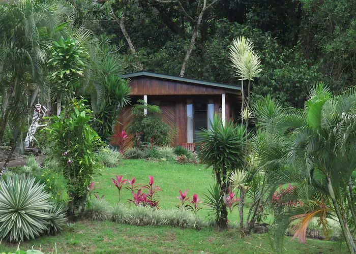 La Rana De Arenal *